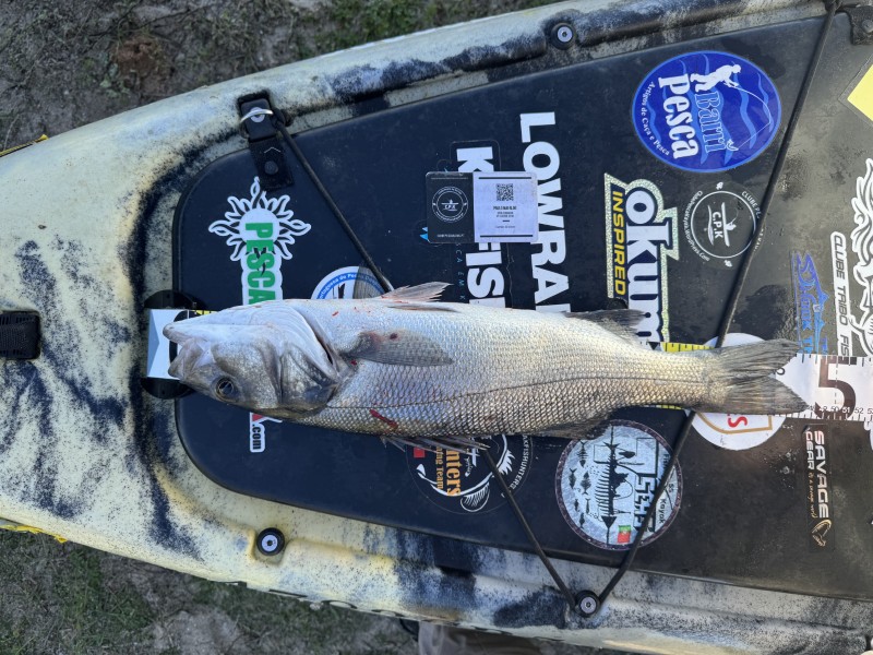 Fish Measure Picture